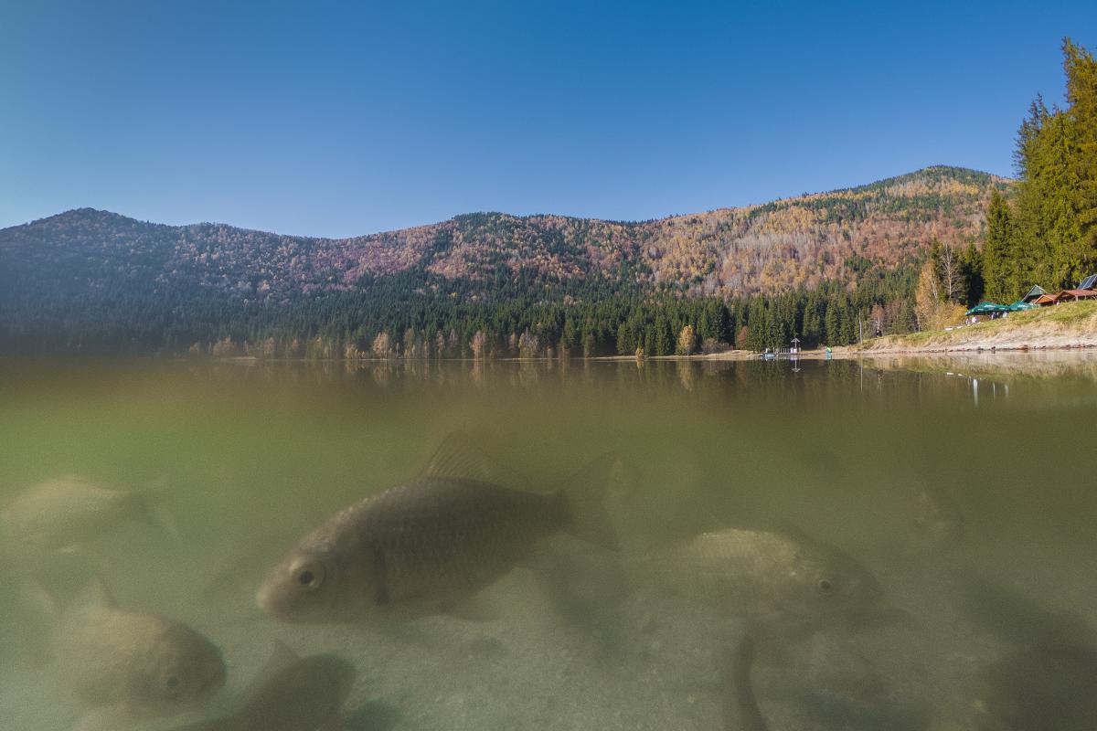 Koncz-Bisztricz Tamás