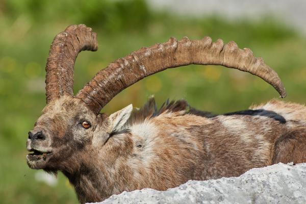 Kőszáli kecske portré