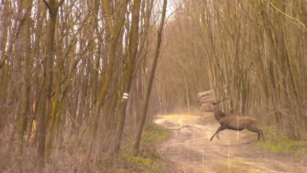 Szarvasok az esőben.