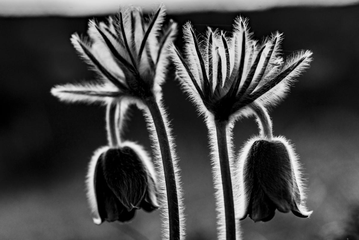 Kontár Csaba Attila