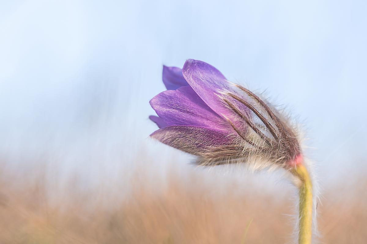 Gaál Zoltán Péter