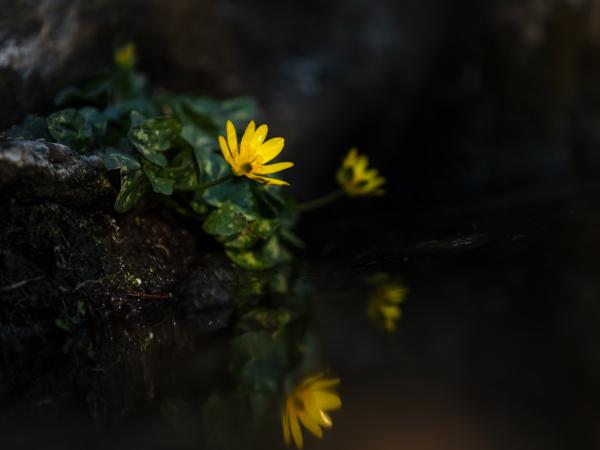 Tükröm, tükröm....