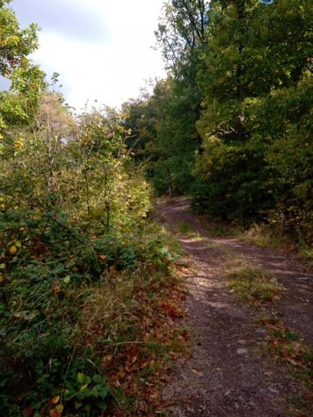 Állatok a hegyekben 2020