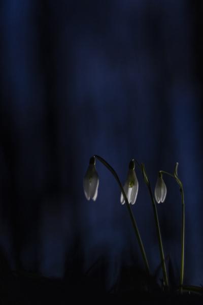 Három nővér éjszakája