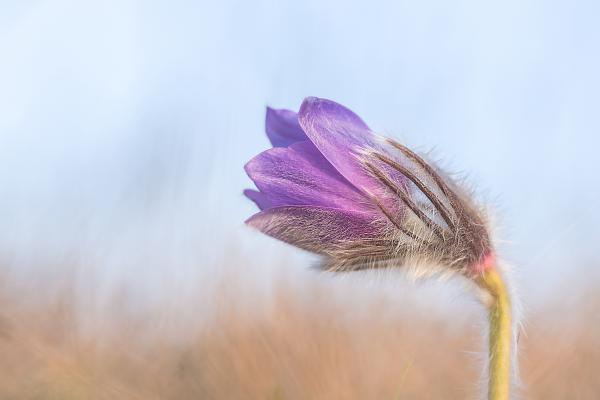 Magányos kökörcsin