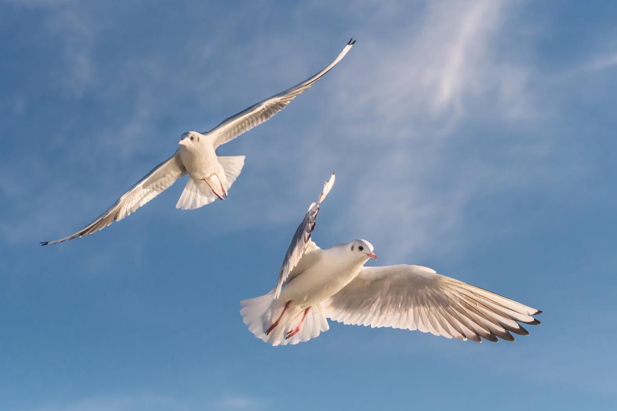 Gaál Zoltán Péter