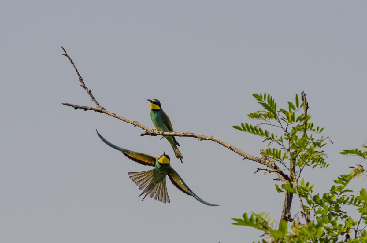 Kontár Csaba Attila
