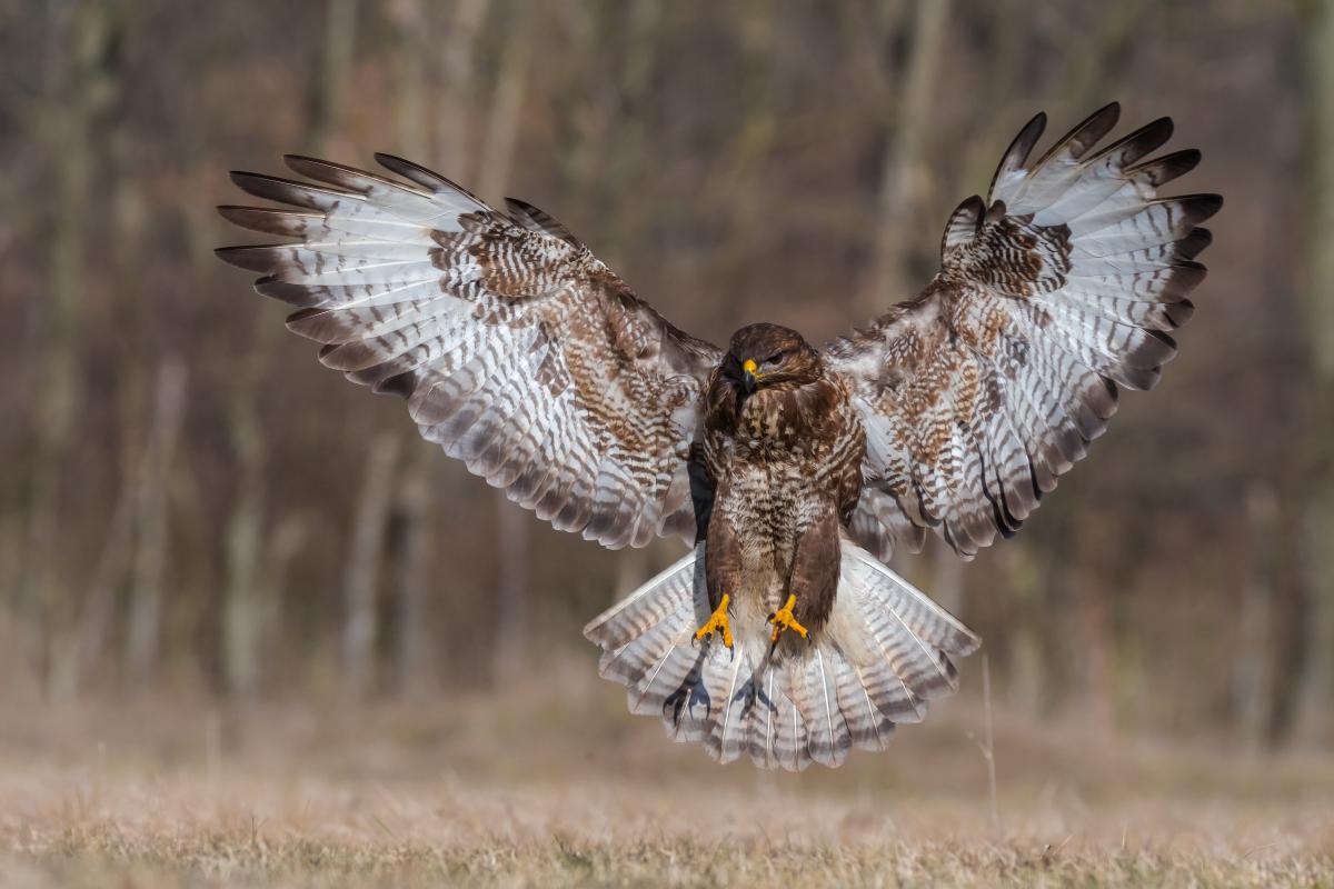 Gaál Zoltán Péter