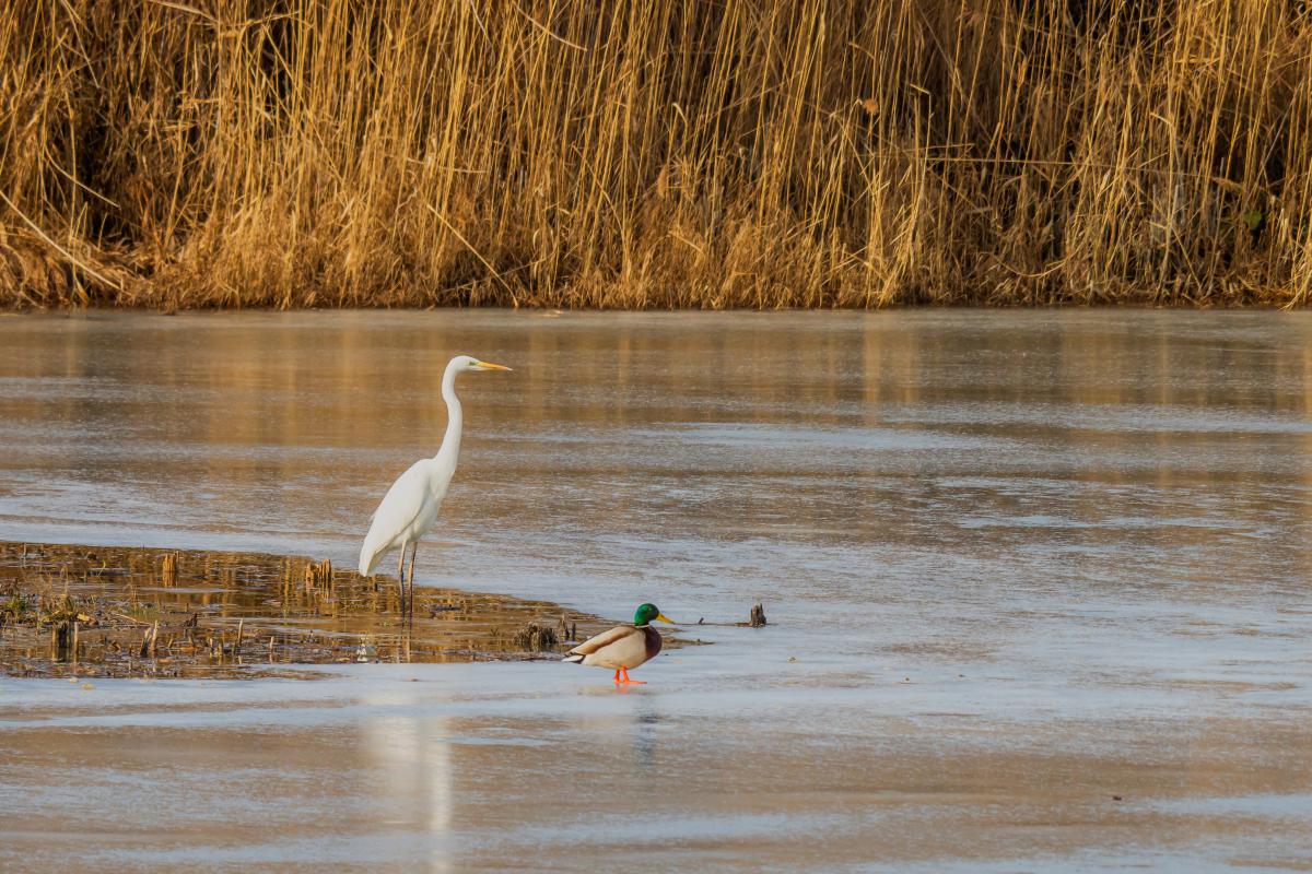 Gaál Zoltán Péter