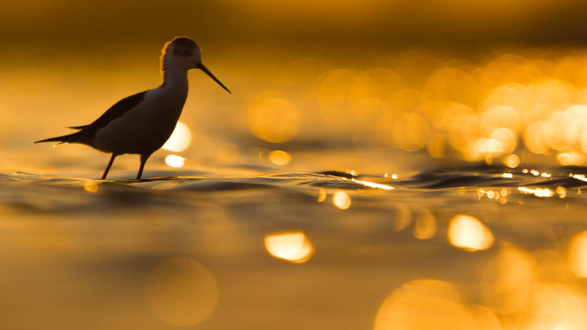 Koncz-Bisztricz Tamás