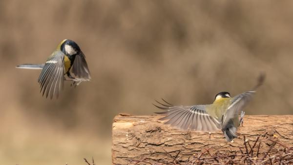 Na ki lesz az első?