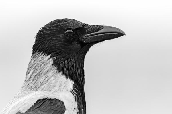 A szem a lélek tükre