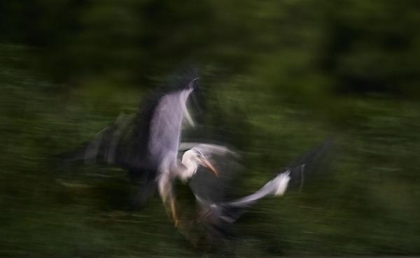 Szürkegémek &quot;játéka&quot;