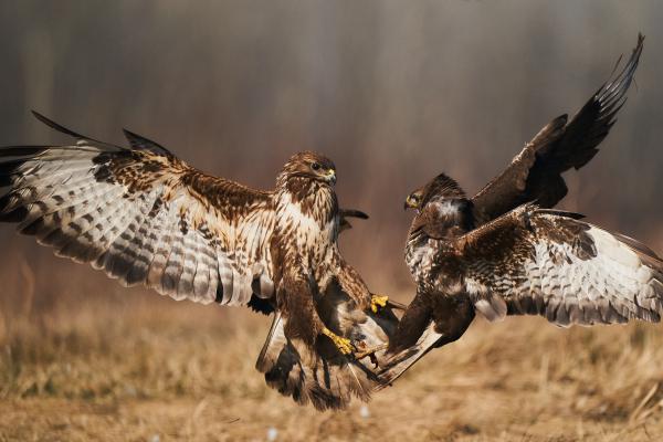 Mindig van ok egy kis balhéra