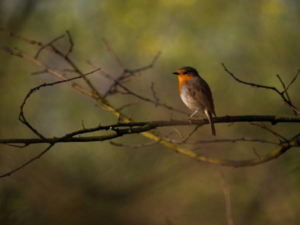 Csipkerózsika vára