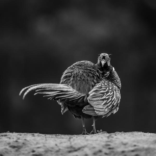 Are you talking to me?