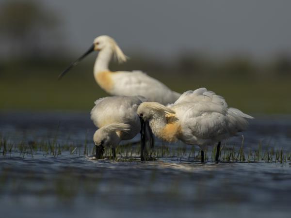 Keresgélő kanalasok