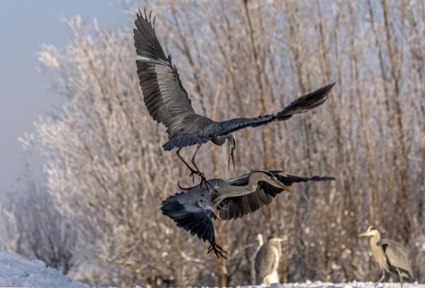 Kényszerleszállás