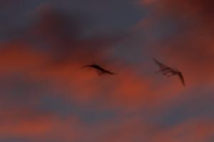 Mozgalmas hajnal Mozgalmas hajnal