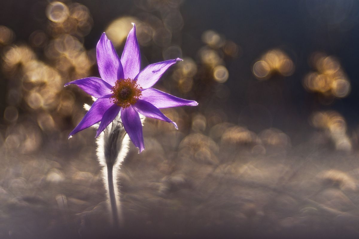 Sándor-Tóth Zsuzsanna