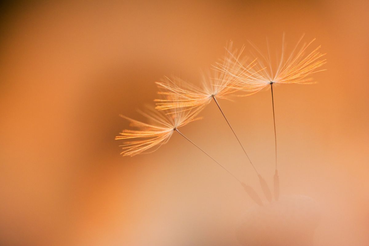 Sándor-Tóth Zsuzsanna