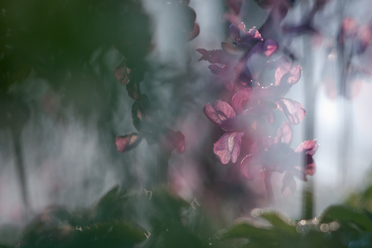 Ribényi Csaba Alfonz