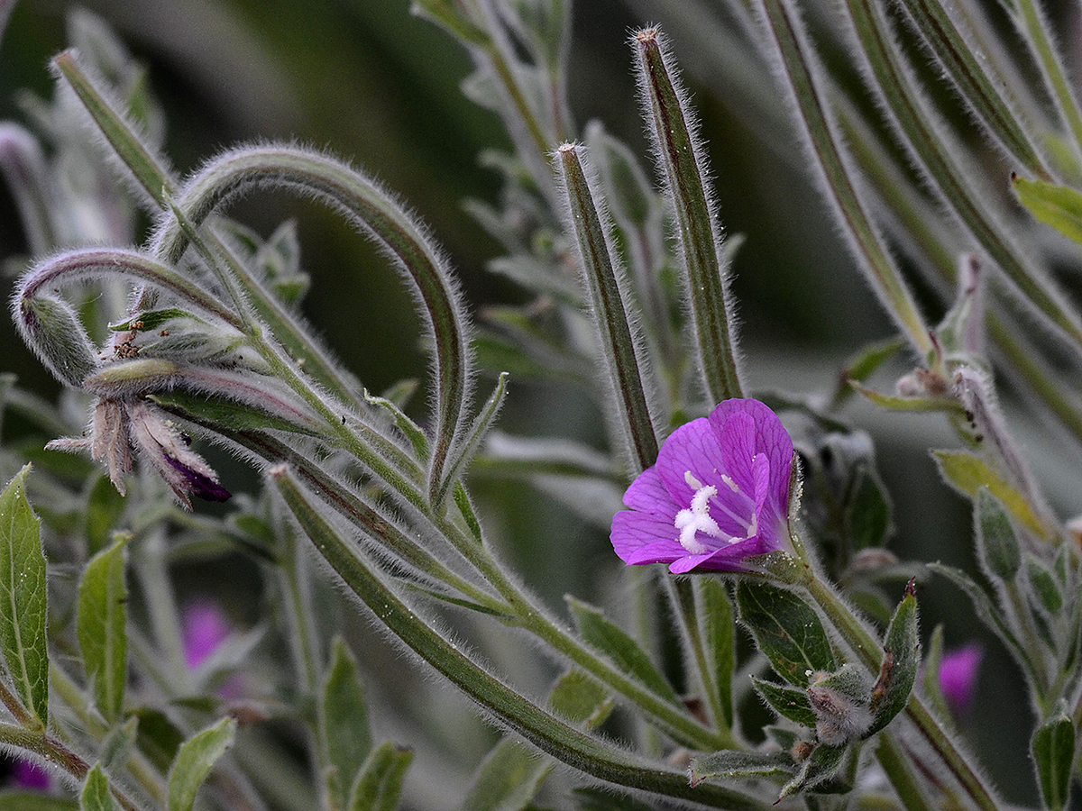 Násfayné Kőházi Mária