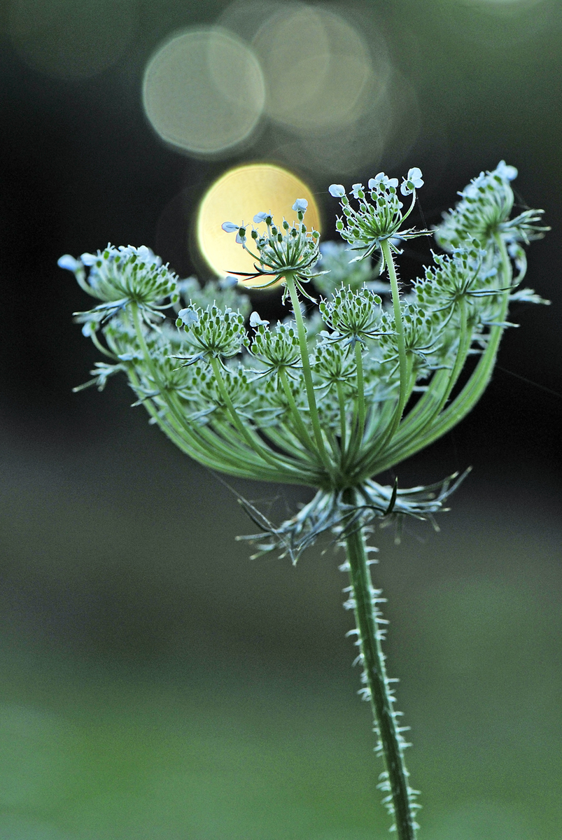 Gaál Zoltán Péter