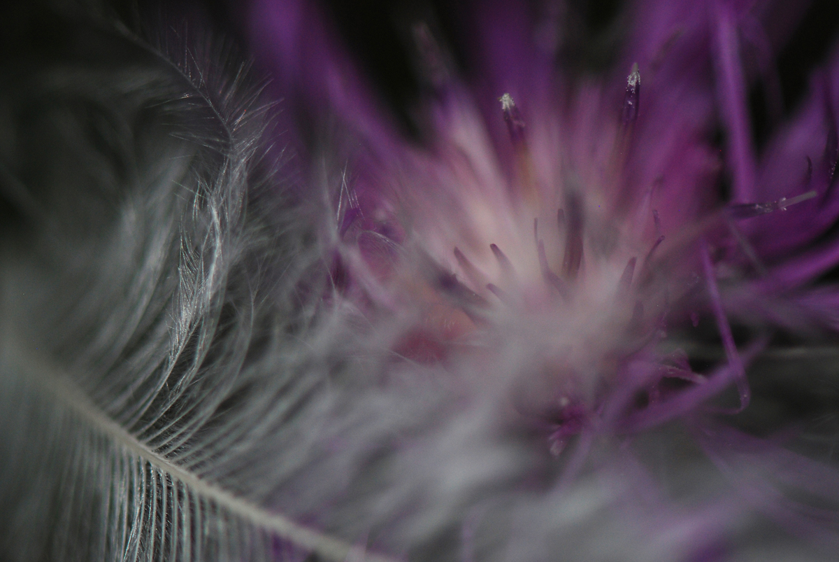 Gaál Zoltán Péter