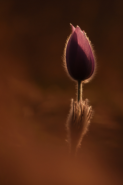 Finom, de határozott