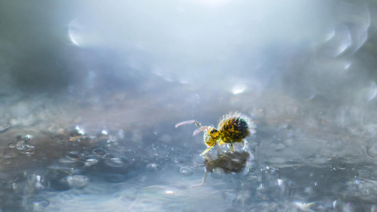 Koncz-Bisztricz Tamás