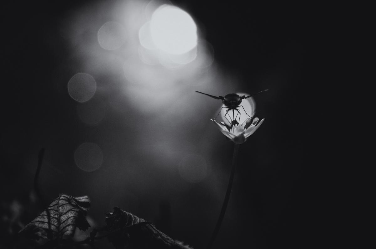 Berkesi Ágota Mirjam