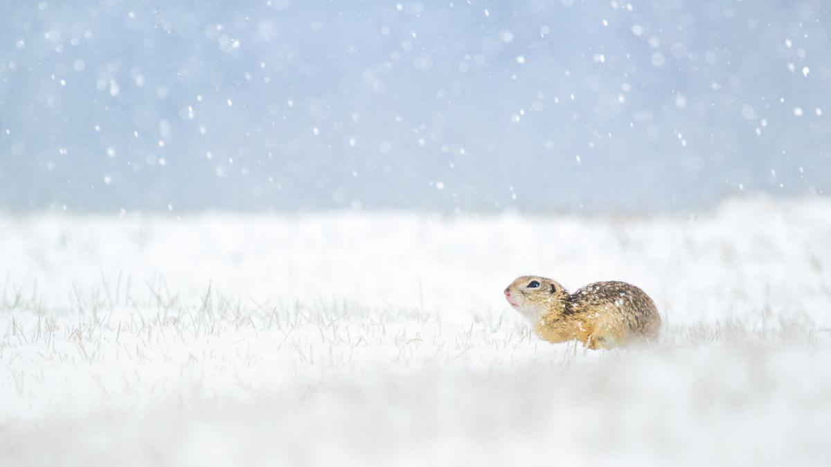 Koncz-Bisztricz Tamás