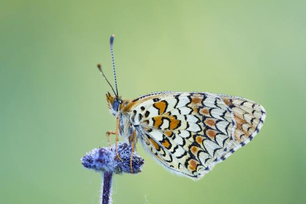 Foltok és gyöngyök