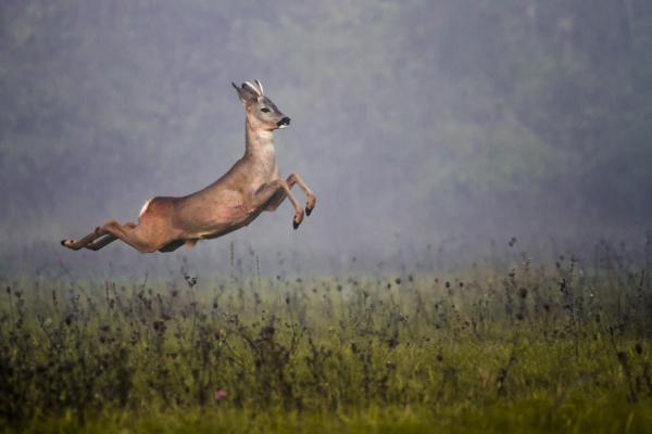 Gerinctörő mutatvány