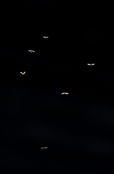 Szúnyogok ellenfényben