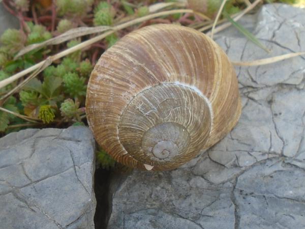 Állatok a hegyekben 2020