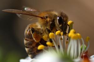 Szorgos méhecske Szorgos méhecske