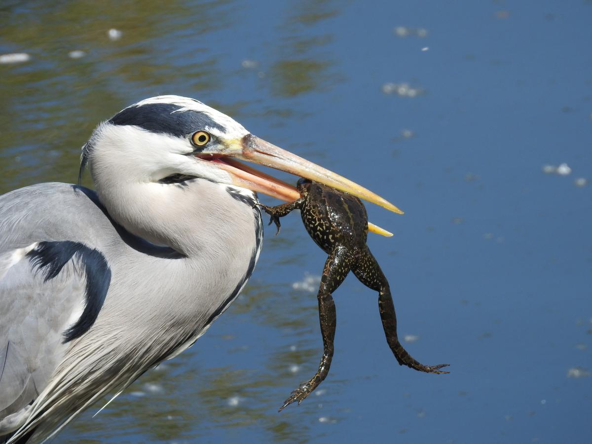 Horváth-Papp Zsuzsanna
