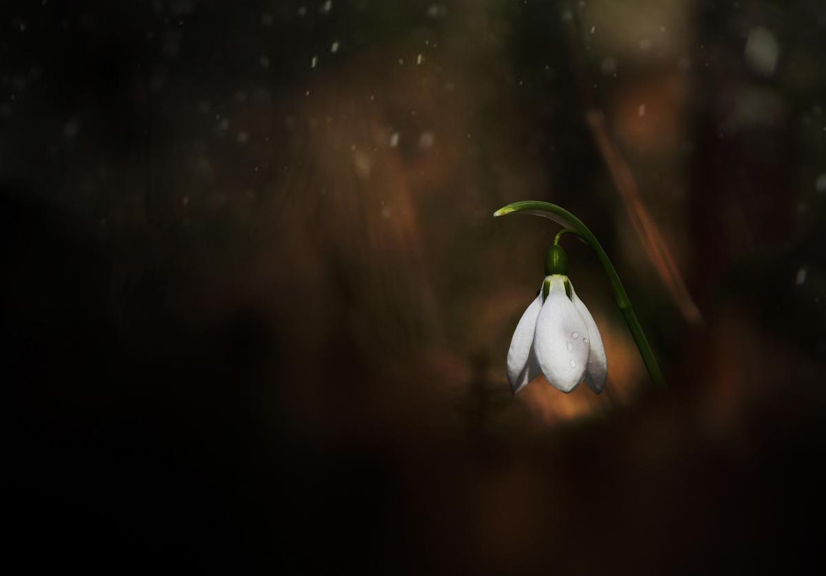 Ferkó László Szilveszter 