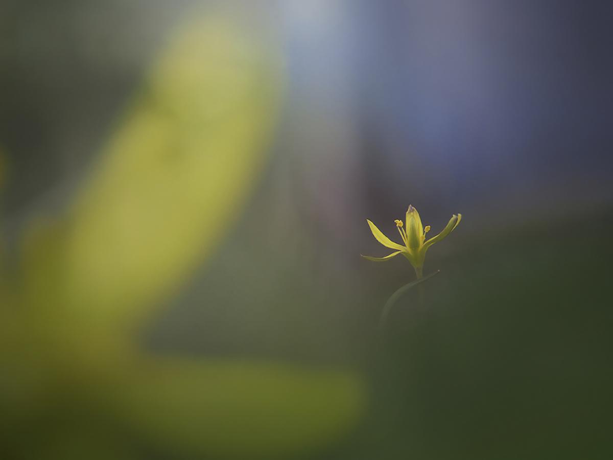 Ferkó László Szilveszter 