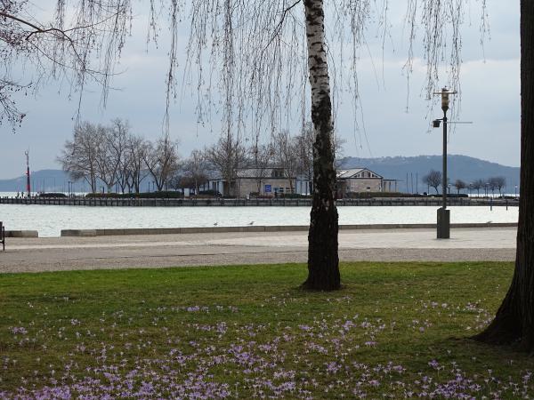 Krókuszok a sétányon