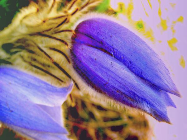 A szende kökörcsin