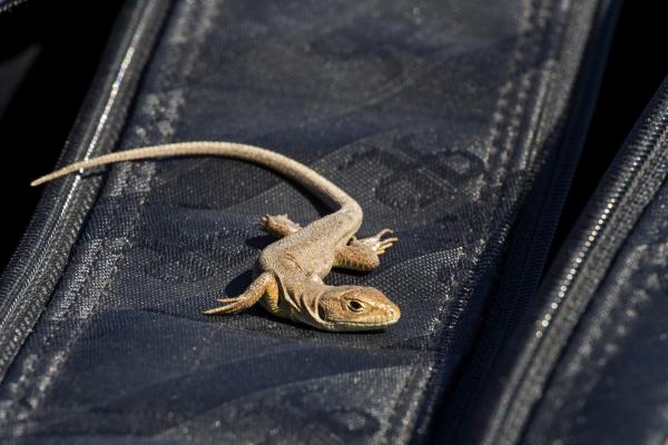 Fotóstáskám örzője