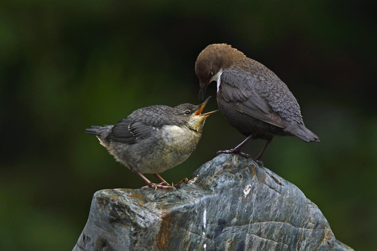 Násfayné Kőházi Mária