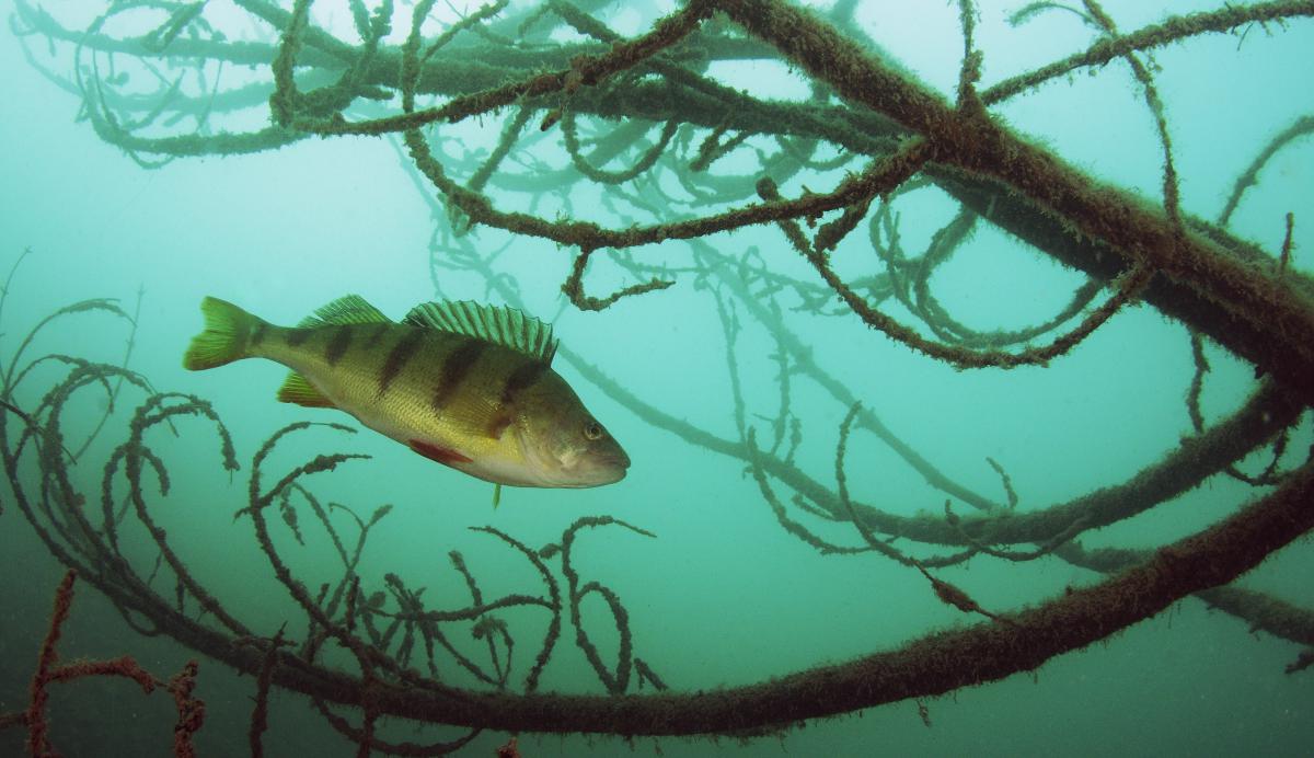 Násfayné Kőházi Mária