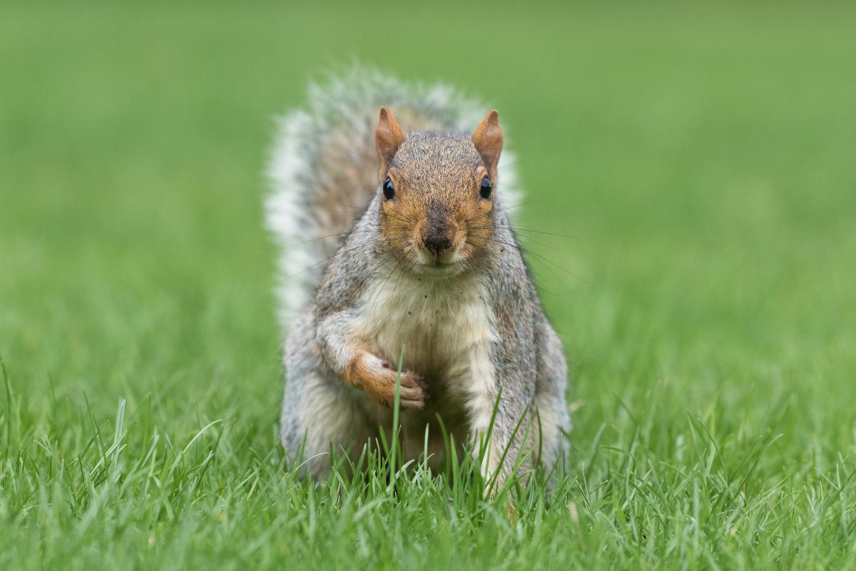 Koncz-Bisztricz Tamás