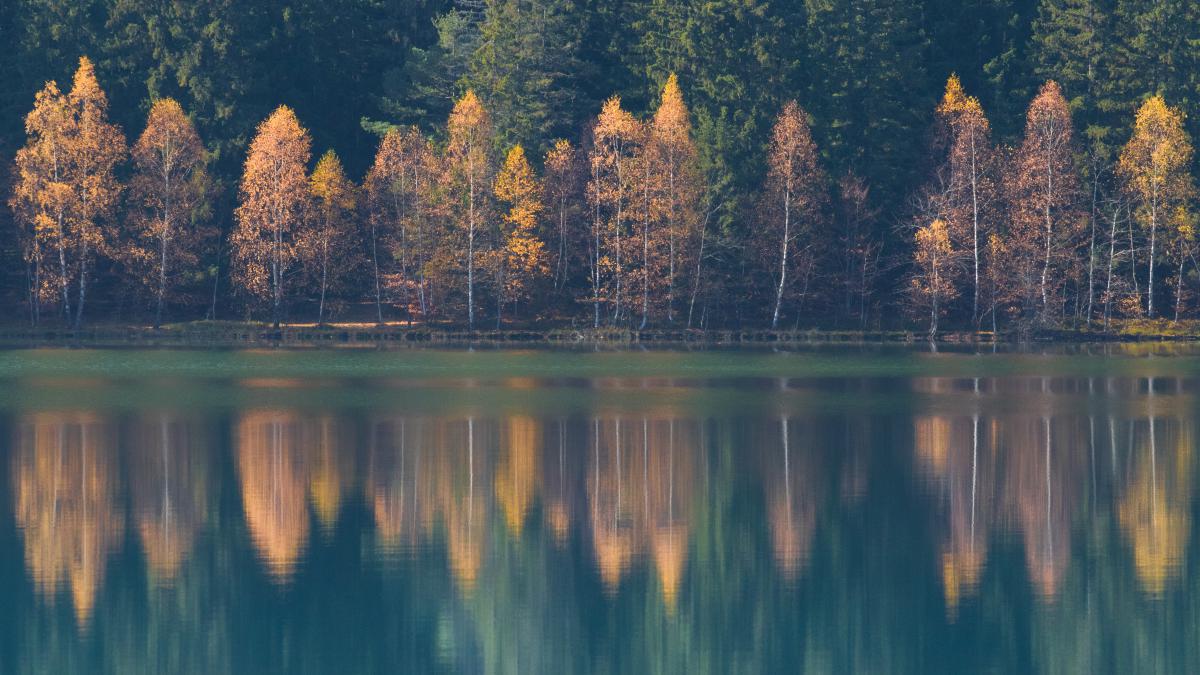 Koncz-Bisztricz Tamás