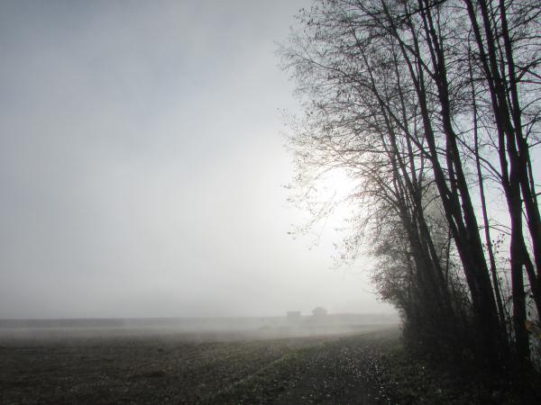 Ködös reggel