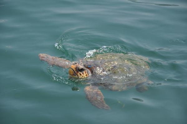 Néha kell a levegő